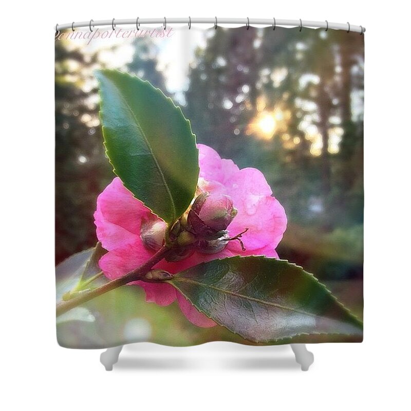 Bestofnorthwest Shower Curtain featuring the photograph Camellia, Winter Light #annasgardens by Anna Porter