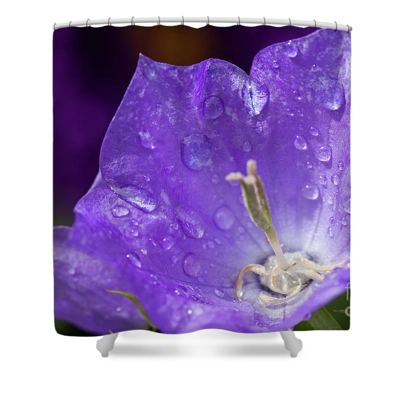 Campanula Shower Curtain featuring the photograph Campanula purple flower macro with water drops by Simon Bratt