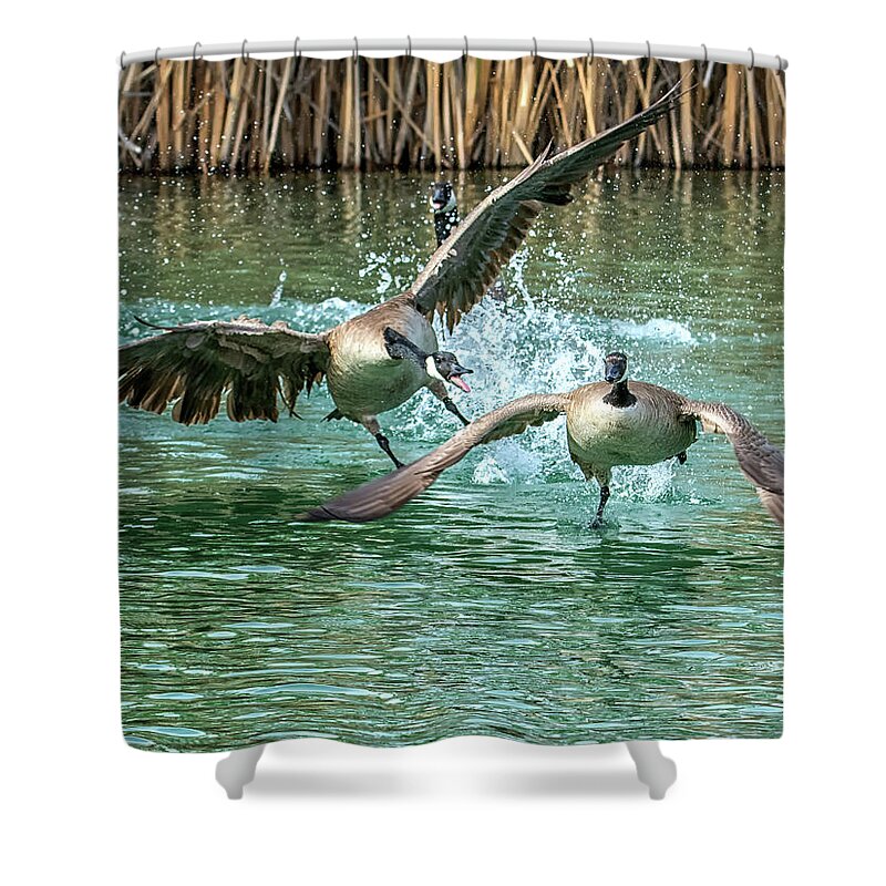 Canada Shower Curtain featuring the photograph Canada Geese Chase 4906 by Tam Ryan