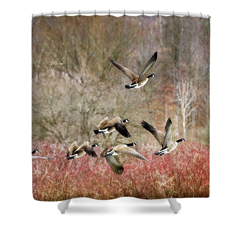 Canada Geese Shower Curtain featuring the photograph Canada Geese In Flight by Christina Rollo
