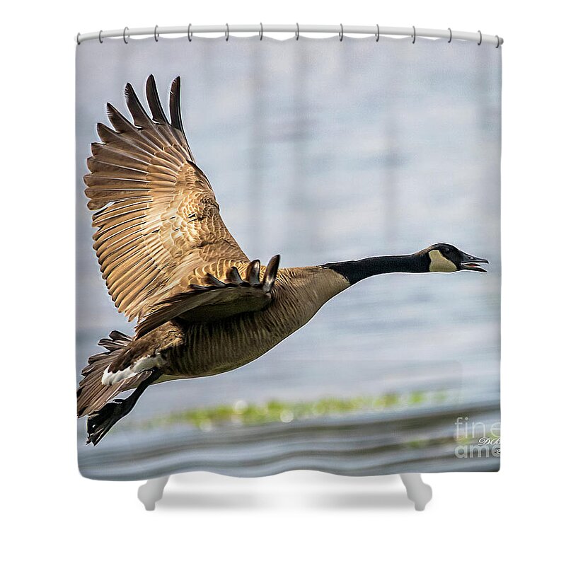 Goose Shower Curtain featuring the photograph Canada Goose In Flight by DB Hayes