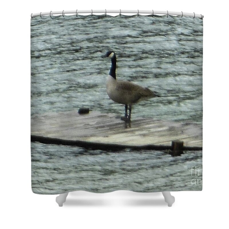 Canada Goose Shower Curtain featuring the photograph Canada Goose Lake Dock by Rockin Docks Deluxephotos