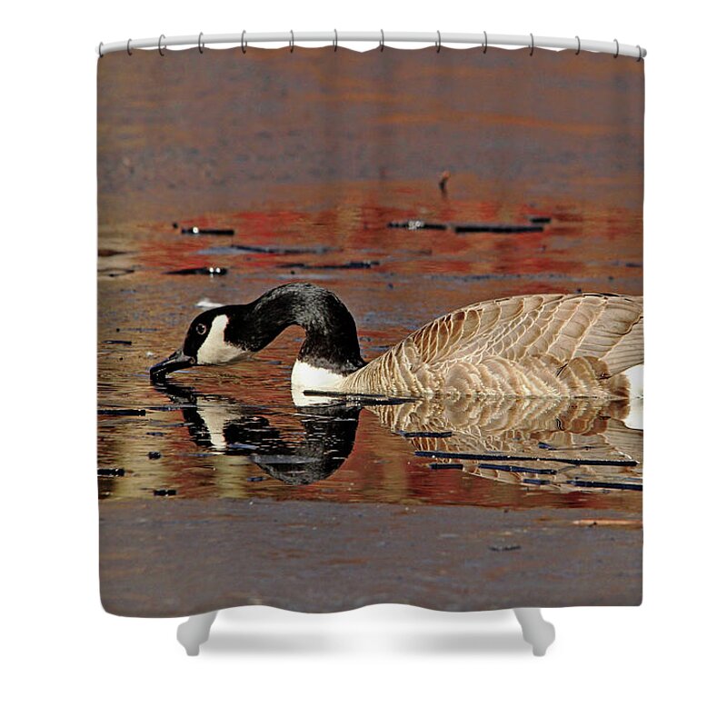 Canada Goose Shower Curtain featuring the photograph Canada Goose On Icy Pond Early Spring by Debbie Oppermann