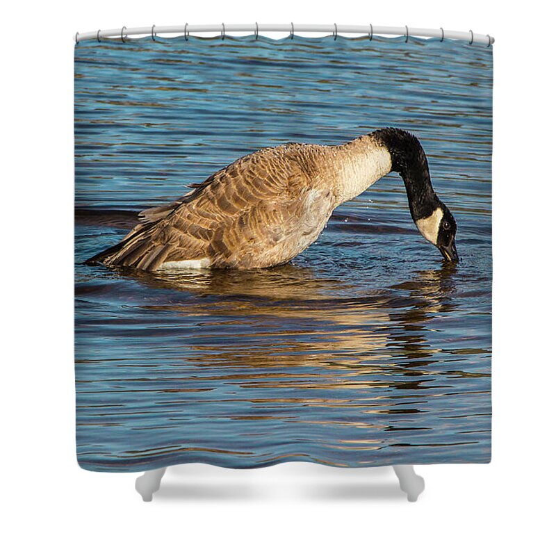 Birds Shower Curtain featuring the photograph Canada Goose Reflections by Venetia Featherstone-Witty