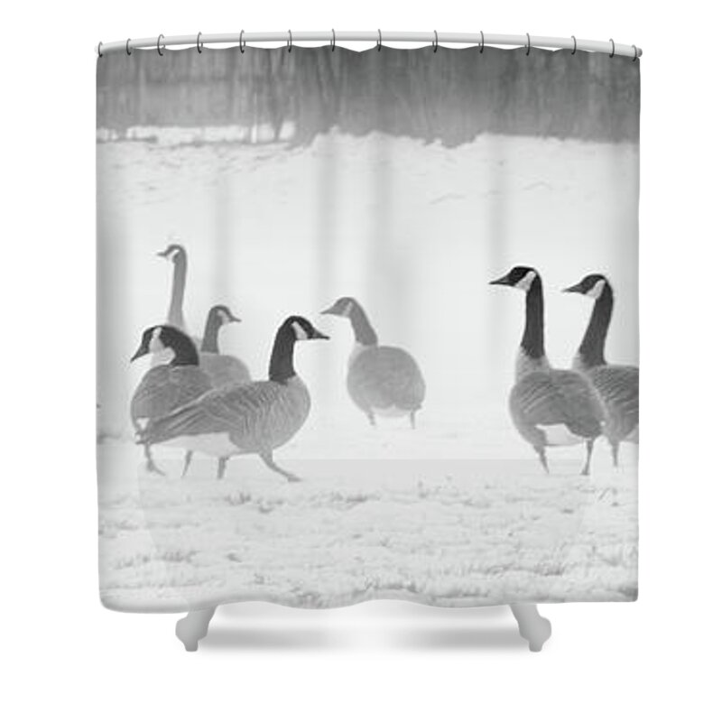 Canadian Geese Shower Curtain featuring the photograph Canadian Geese by JCV Freelance Photography LLC