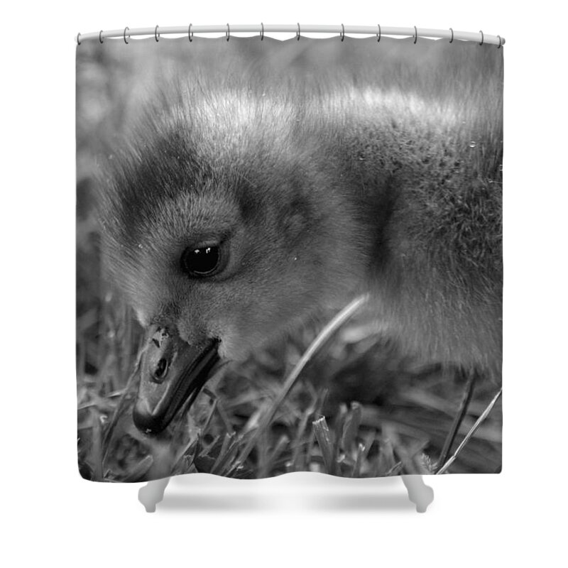 Gosling Shower Curtain featuring the photograph Canadian Picker B n W by Richard Andrews