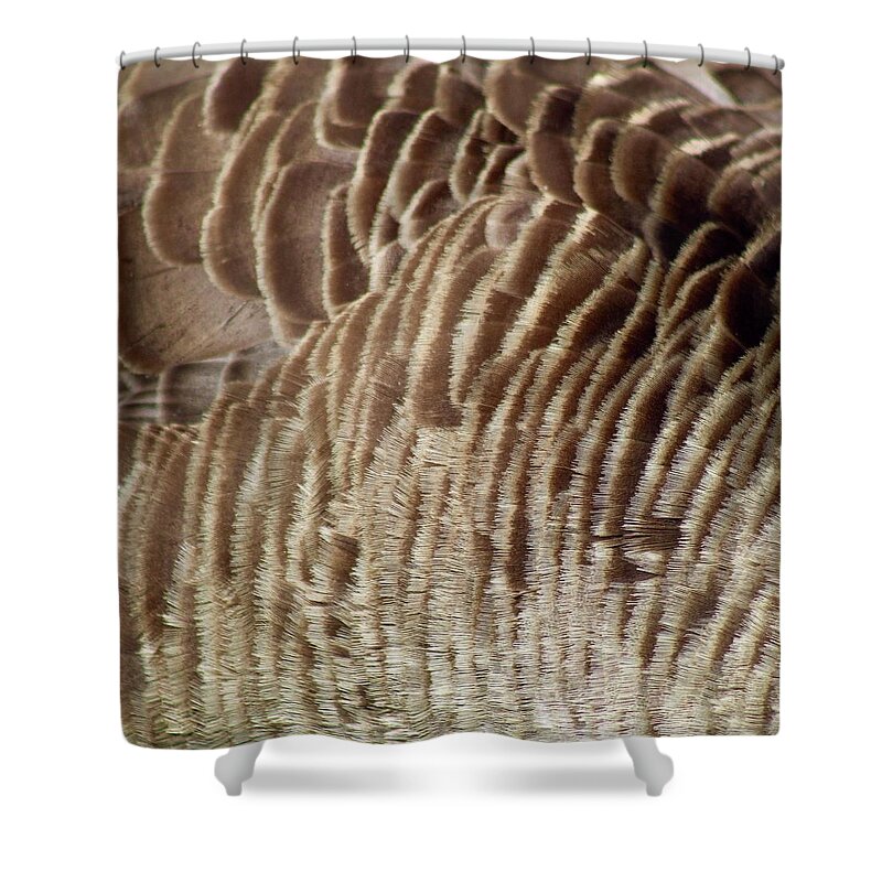Canadian Geese Shower Curtain featuring the photograph Canandian Goose Feathers by M E