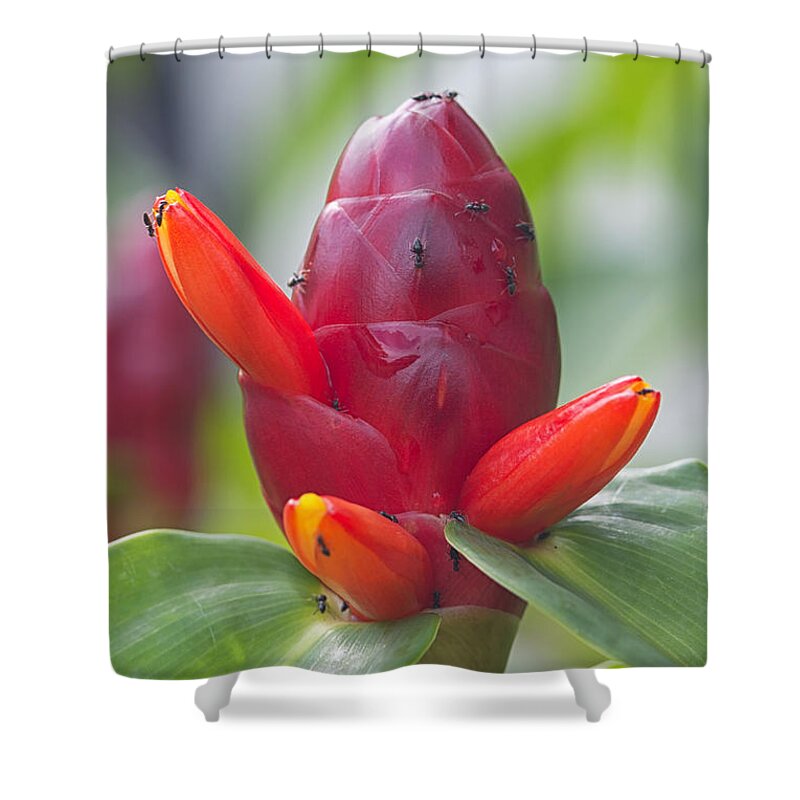 Garden Shower Curtain featuring the photograph Candle Plant, Sri Lanka by Ivan Batinic