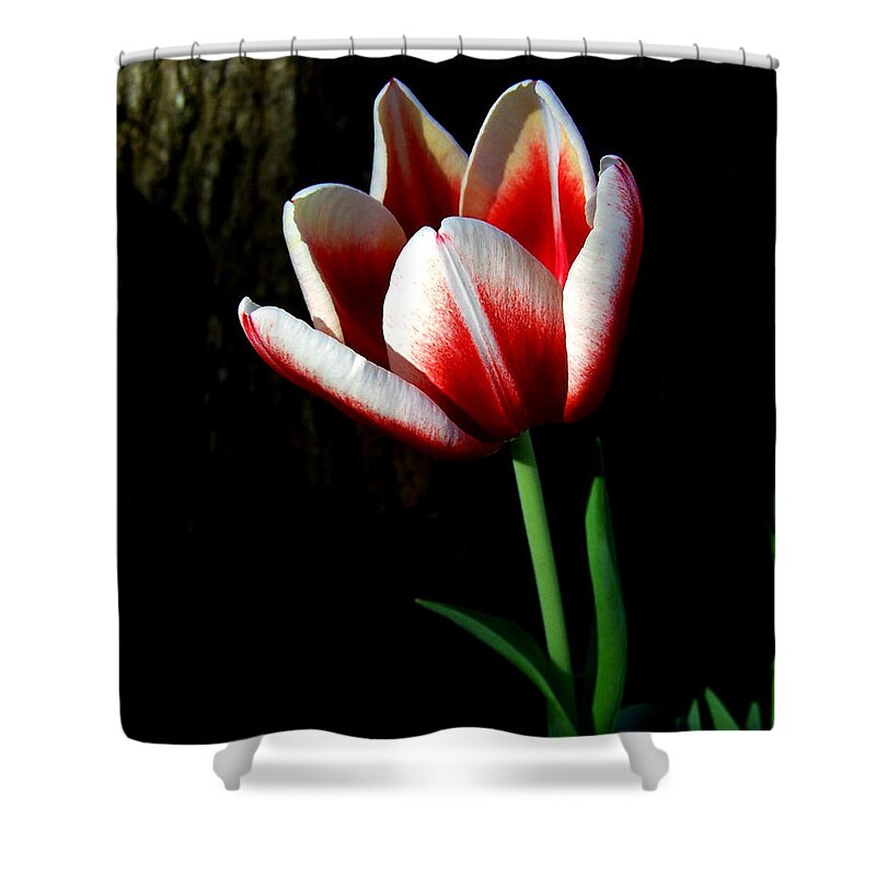 Nature Shower Curtain featuring the photograph Candy Cane Tulip by Peggy Urban