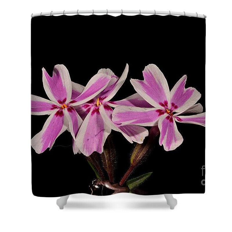Candy Stripe Phlox Flower Plant Nature Wildlife Shower Curtain featuring the photograph Candy Strip Phlox by Ken DePue