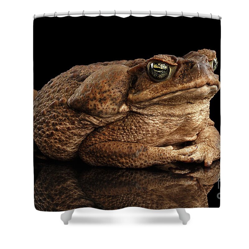 Toad Shower Curtain featuring the photograph Cane Toad - Bufo marinus, giant neotropical or marine toad Isolated on Black Background by Sergey Taran