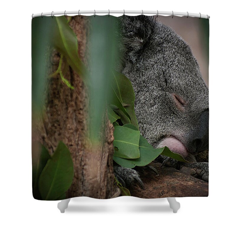 Photography Shower Curtain featuring the photograph Canopy Nap by Kathleen Messmer