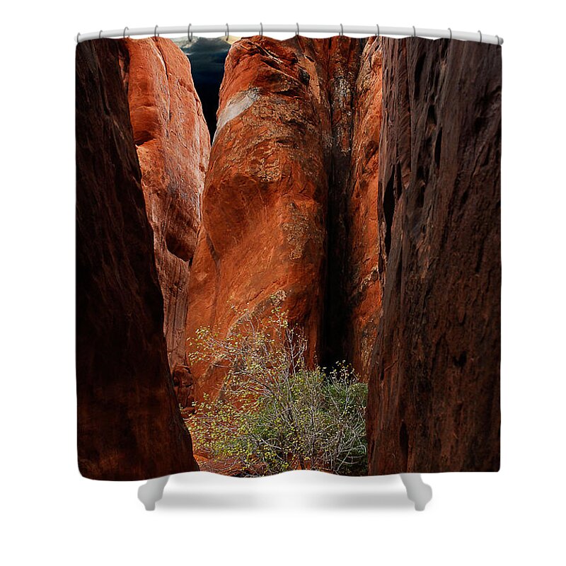 Tree Shower Curtain featuring the photograph Canyon Tree by Harry Spitz