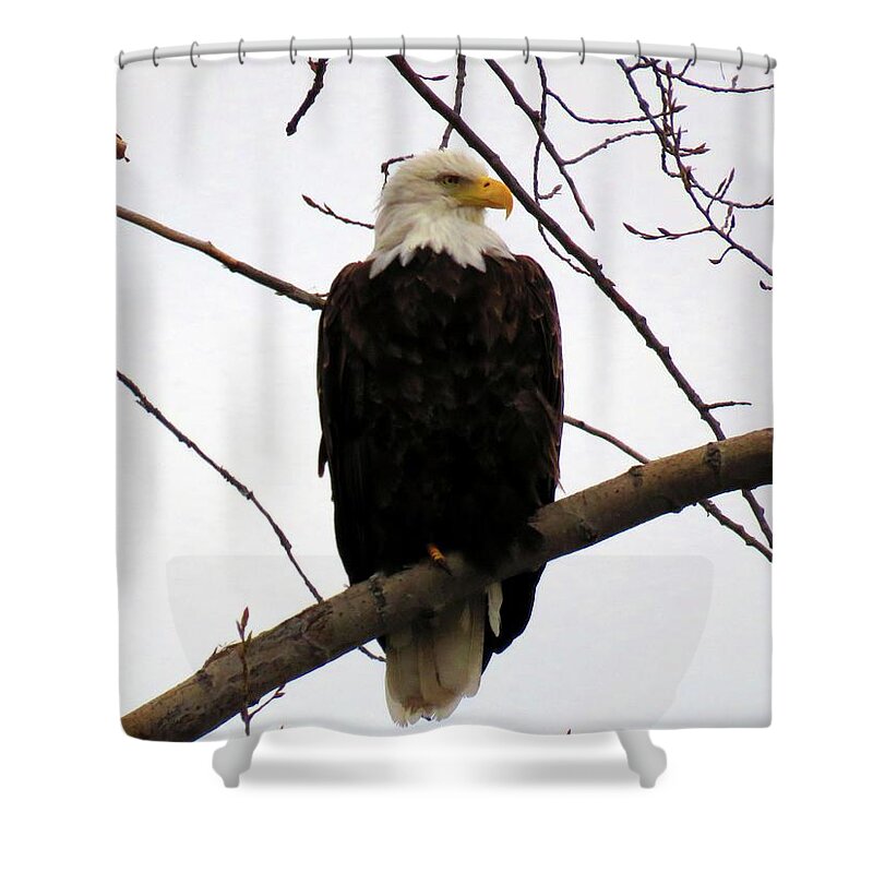 1000 Islands Shower Curtain featuring the photograph Cape Eagle by Dennis McCarthy