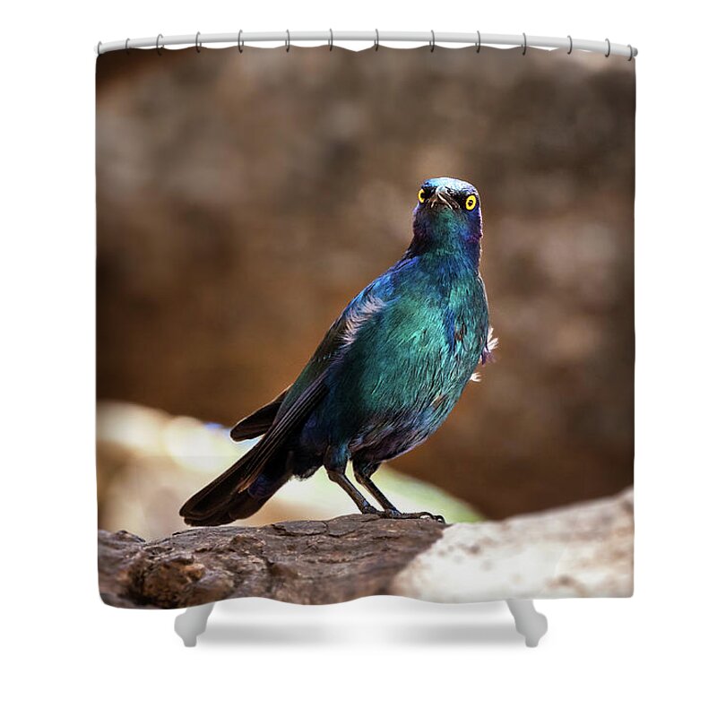 Starling Shower Curtain featuring the photograph Cape glossy starling by Jane Rix