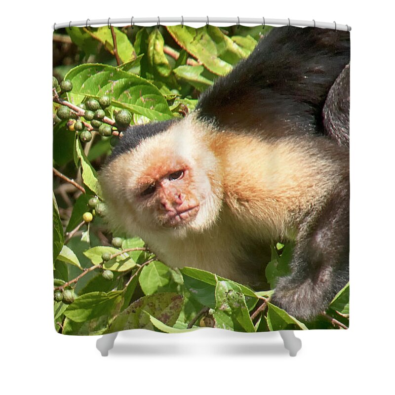 Capuchine Monkey Shower Curtain featuring the photograph Capuchine 1 by Jessica Levant