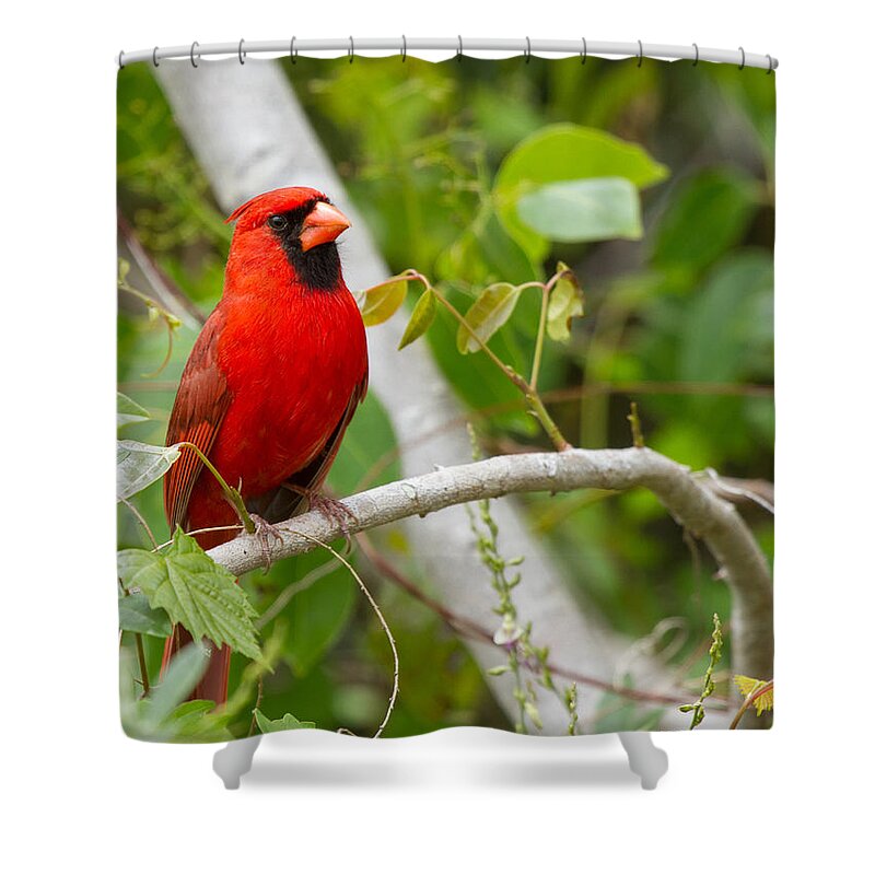 Cardinal Shower Curtain featuring the photograph Cardinal 147 by Michael Fryd