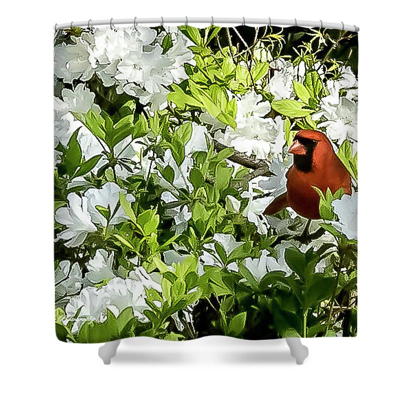 Flowers Shower Curtain featuring the photograph Cardinal and Azaleas by Ed Stines