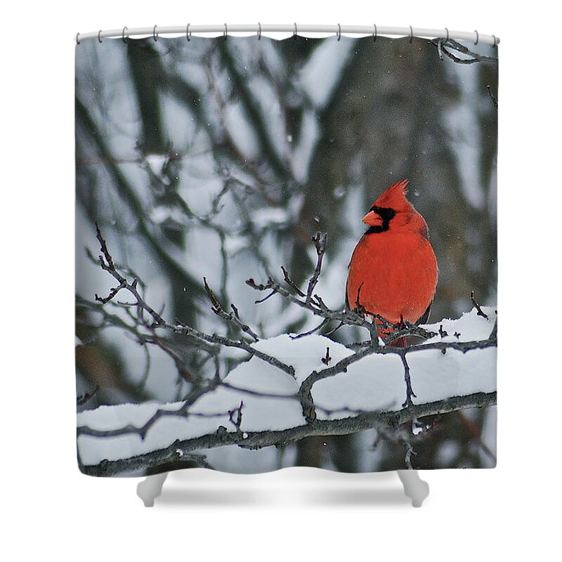Cardinal Shower Curtain featuring the photograph Cardinal and snow by Michael Peychich