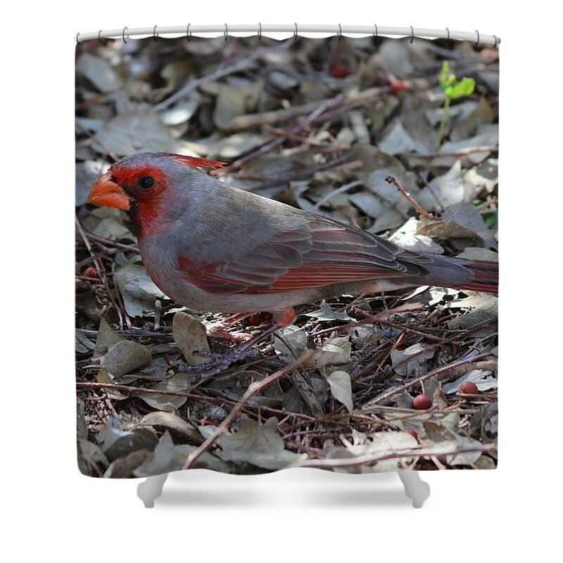 Cardinal Shower Curtain featuring the photograph Cardinal by Christy Pooschke