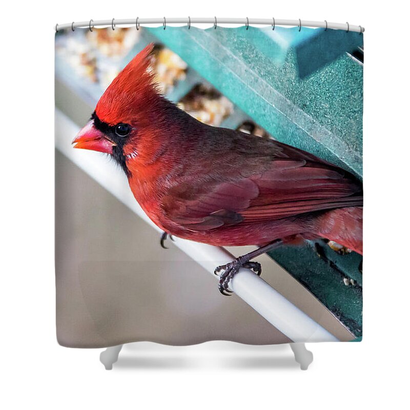 Bird Shower Curtain featuring the photograph Cardinal Close Up by Darryl Hendricks
