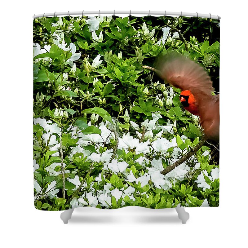 Bird Shower Curtain featuring the photograph Cardinal with wings spread by Ed Stines