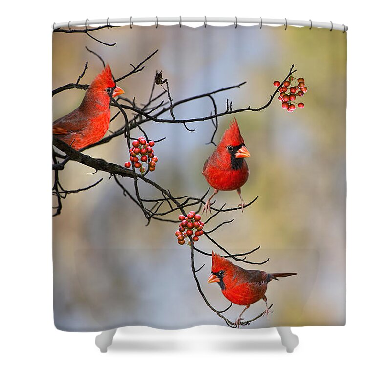 Cardinals Shower Curtain featuring the photograph Cardinals on a Branch by Bonnie Barry