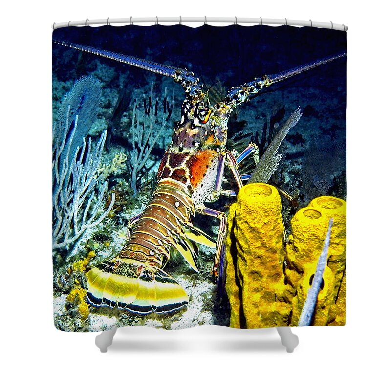 Ocean Shower Curtain featuring the photograph Caribbean Reef Lobster by Amy McDaniel