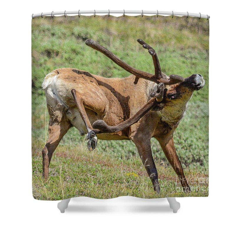 Caribou Shower Curtain featuring the photograph Caribou scratching by Barry Bohn