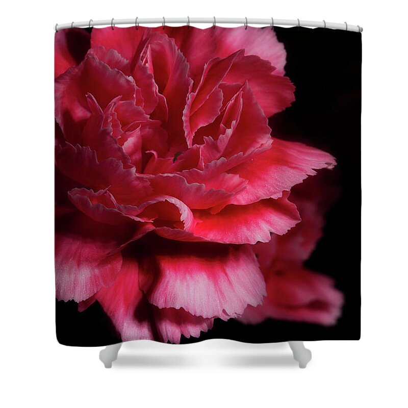 Carnation Shower Curtain featuring the photograph Carnation Series 5 by Mike Eingle