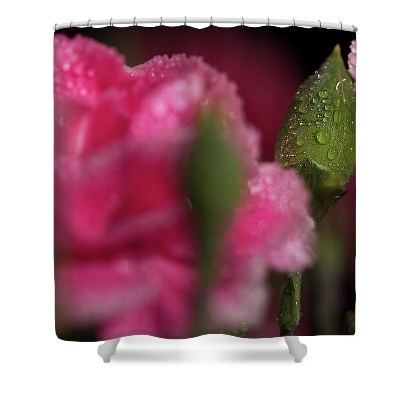 Carnations Shower Curtain featuring the photograph Carnation Series 6 by Mike Eingle