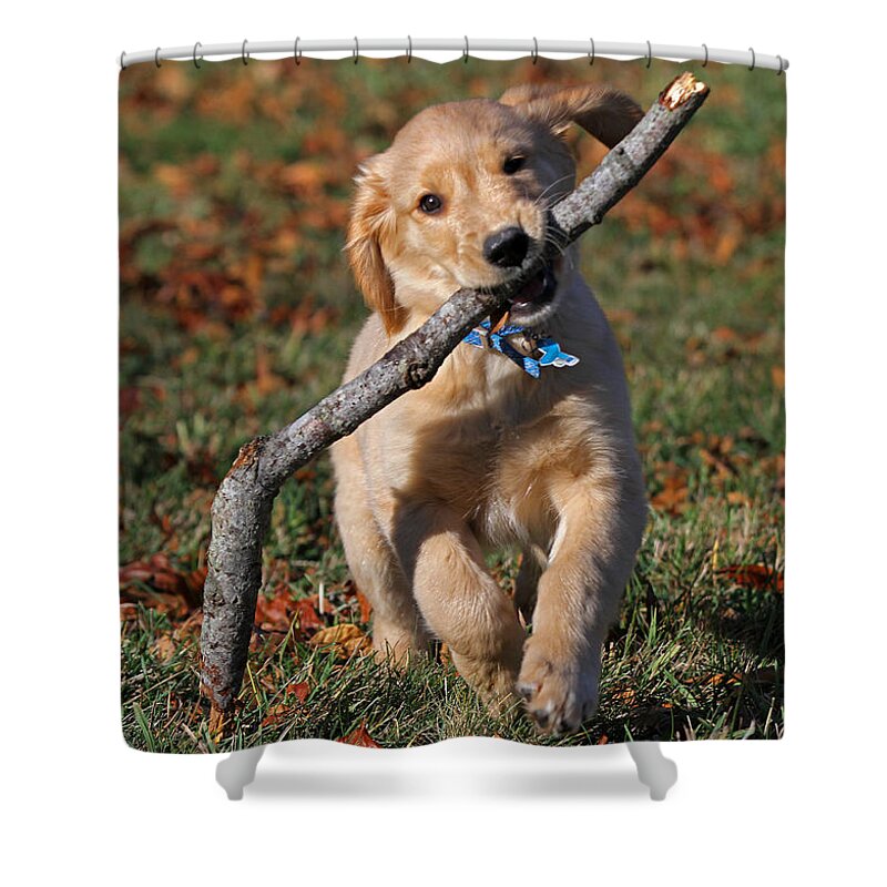Puppy Shower Curtain featuring the photograph Carring the Load by Juergen Roth