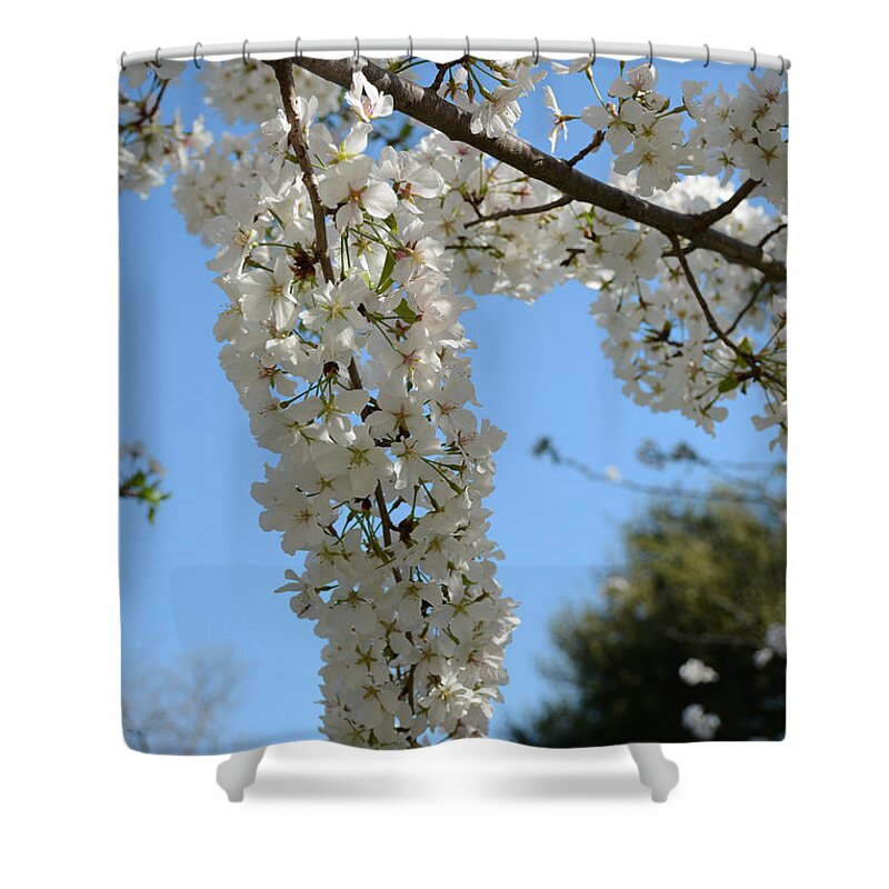  Shower Curtain featuring the painting Cascading Cherry Blossoms by Constance Woods