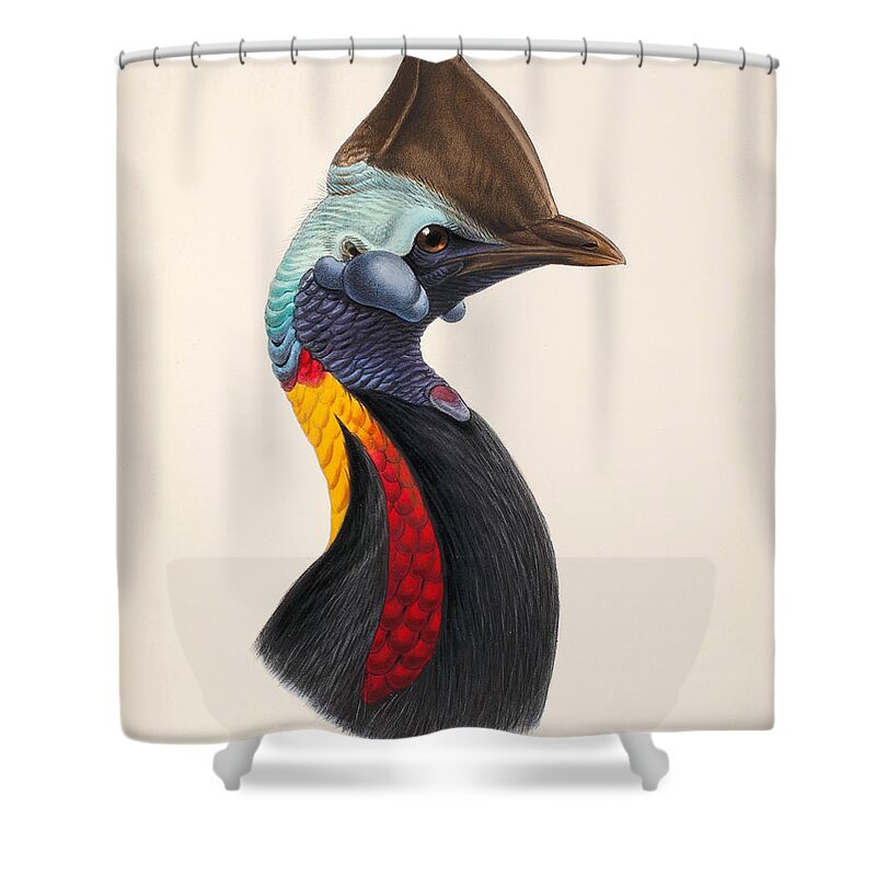 John Gerrard Keulemans Shower Curtain featuring the drawing Casuarius unappendiculatus philipi by John Gerrard Keulemans