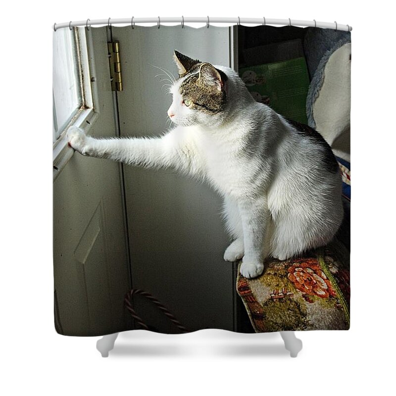 Cats Shower Curtain featuring the photograph Cat 5 by Karl Rose