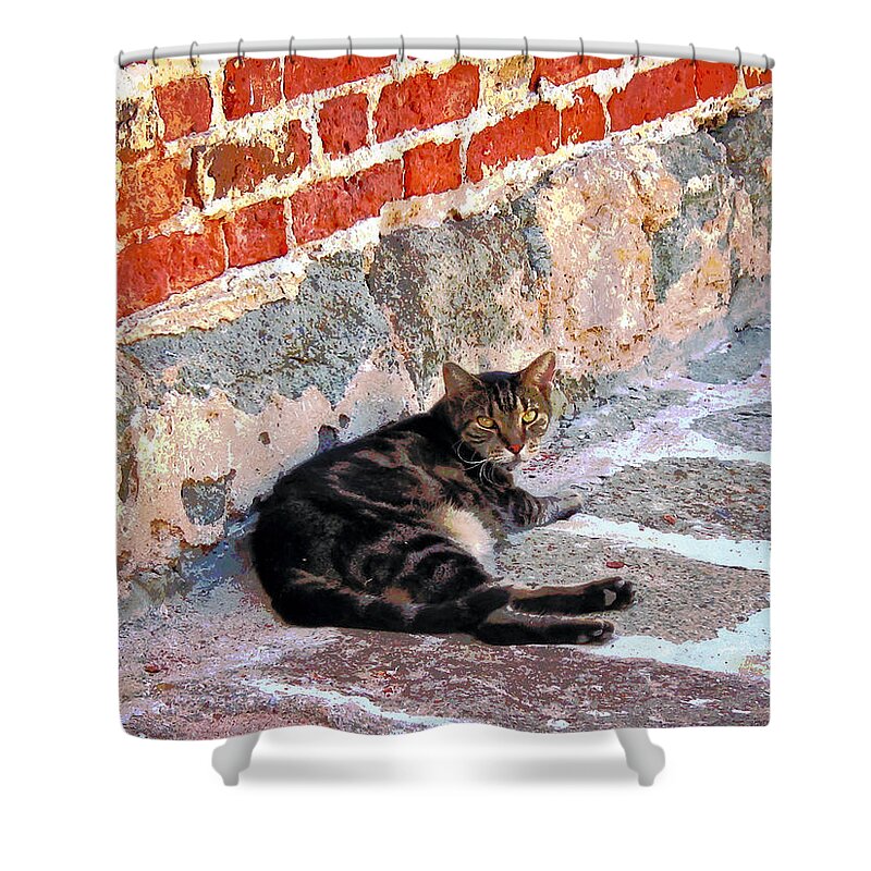 Cats Shower Curtain featuring the photograph Cat Against Stone by Susan Savad