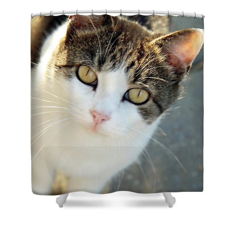 Cat Shower Curtain featuring the photograph Cat Eyes by Cora Wandel