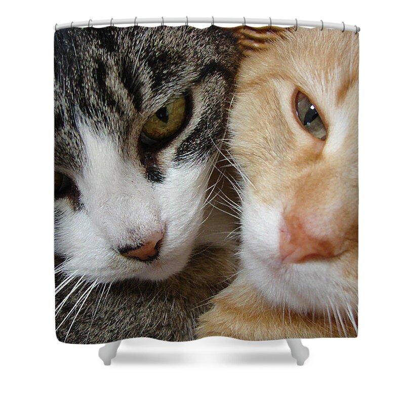 2 Cats Shower Curtain featuring the digital art Cat Faces by Jana Russon