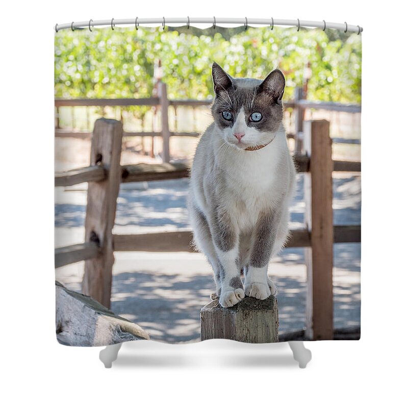 Cat Shower Curtain featuring the photograph Cat on a Wooden Fence Post by Derek Dean