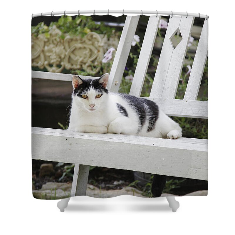 Bench Shower Curtain featuring the photograph Cat on bench by Harold Stinnette
