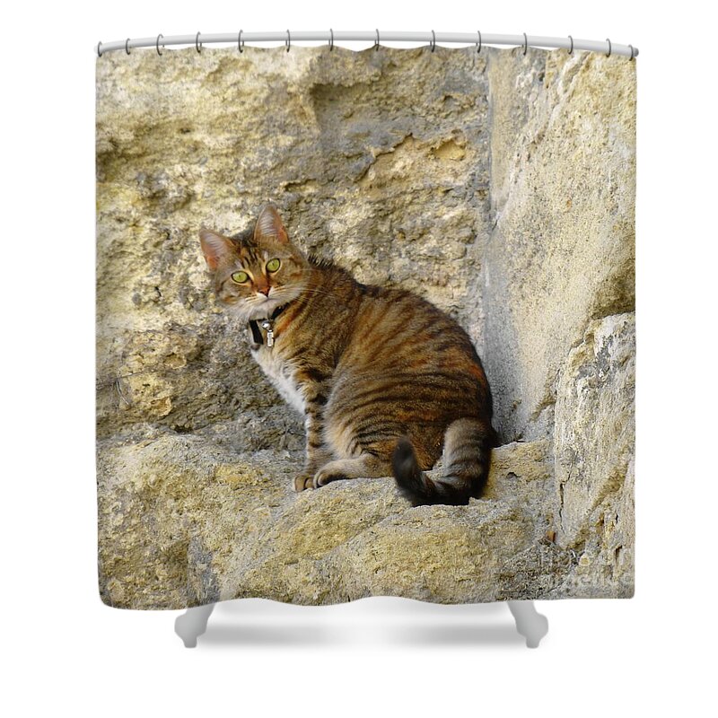 Cat Shower Curtain featuring the photograph Cat On Stone Wall by Barbie Corbett-Newmin