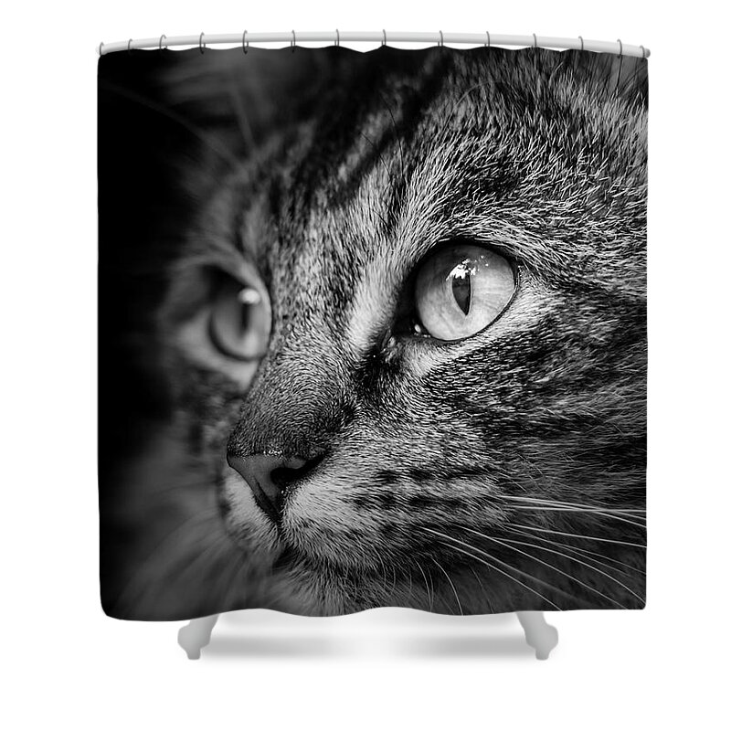 Cat Shower Curtain featuring the photograph Cat Stare BW by Rick Deacon