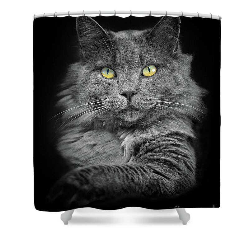 Cat Shower Curtain featuring the photograph Cat With the Golden Eyes by Mimi Ditchie
