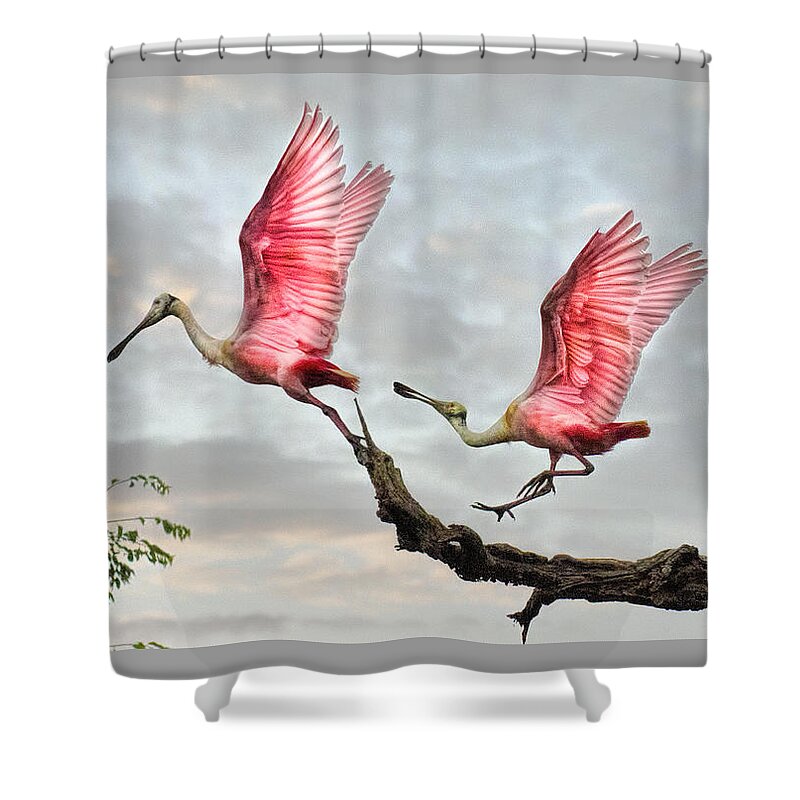 Spoonbills Shower Curtain featuring the photograph Catch me if you can by Brian Tarr