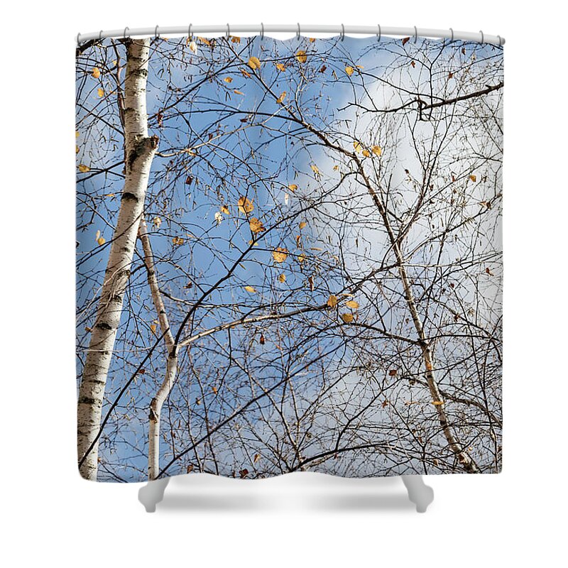 Trees Shower Curtain featuring the photograph Catching Light - by Julie Weber