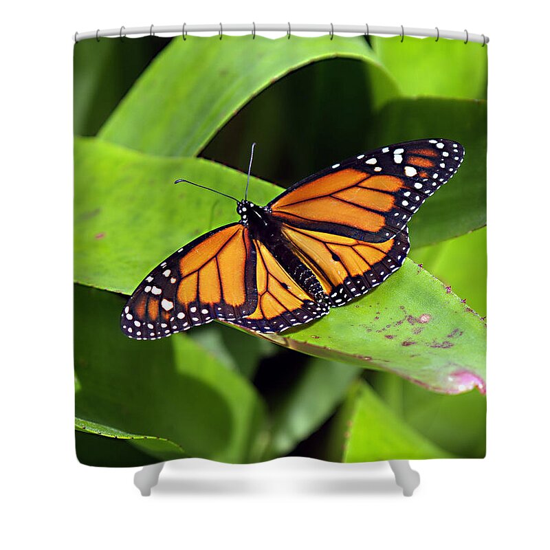 Bug Shower Curtain featuring the photograph Catching Some Rays by Bob Johnson