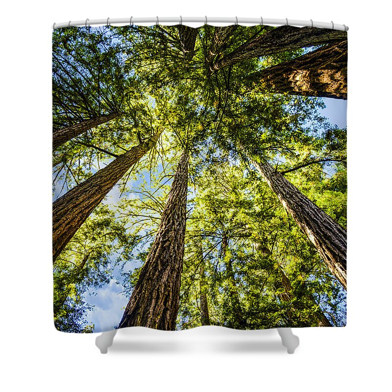 Nature Shower Curtain featuring the photograph Cathedral Grove at Muir Woods by Brian Tada