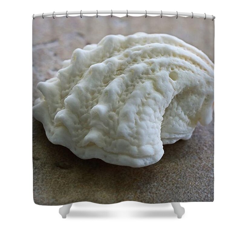 Sea Shell Shower Curtain featuring the photograph Cat's Paw by Michiale Schneider