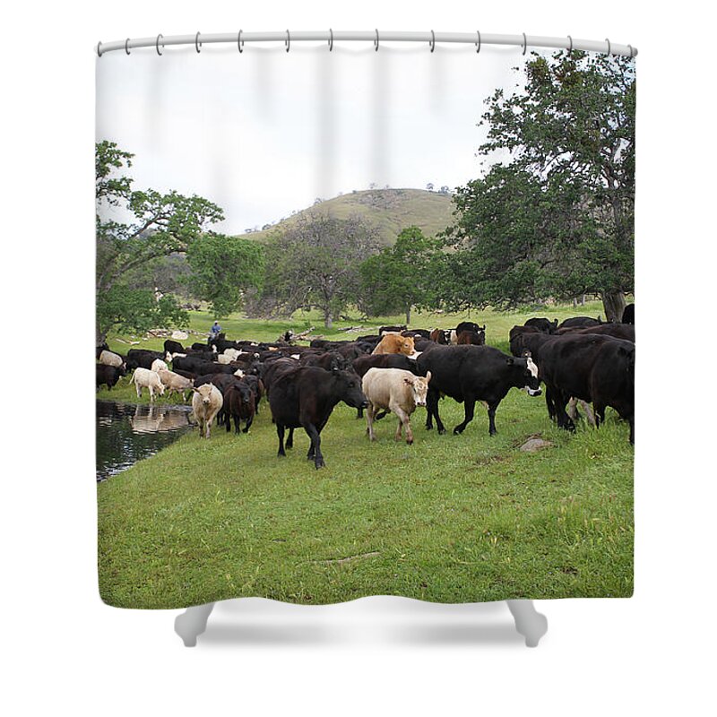 Cattle Shower Curtain featuring the photograph Cattle by Diane Bohna