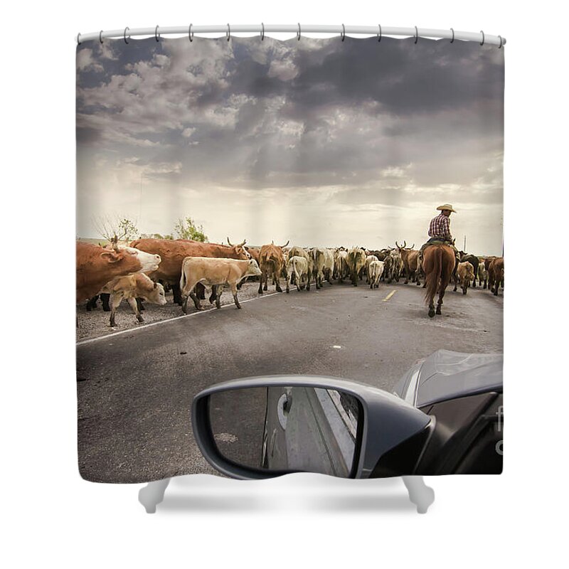 Landscape Shower Curtain featuring the photograph Cattle Drive by Robert Frederick